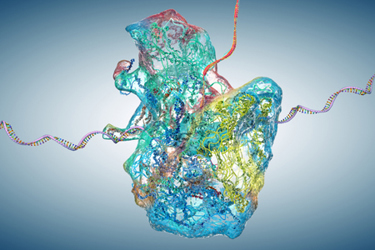 Ribosome as part of an biological cell constructing mRNA molecule-GettyImages-1352440312 Ribosome as part of an biological cell constructing mRNA molecule-GettyImages-1352440312