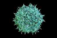 Identifying The Right Analytical Strategy For AAV Production adeno-Associated Virus AAV-GettyImages-1086530890