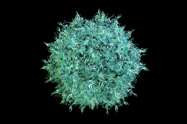 adeno-Associated Virus AAV-GettyImages-1086530890