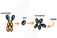 Primrose Bio - Case Study Multimeric vhh nanobody expression 2