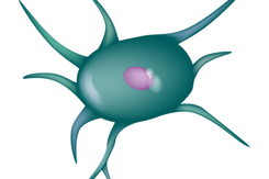 Mesenchymal stem cells MSCs, Medicinal signaling cells-GettyImages-2189923819