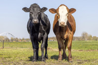 Stand Shoulder-To-Shoulder With Your CDMO GettyImages-1388372883