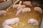 Cargill Will Move Sows To Group Housing By 2015 Cargill Sow Housing