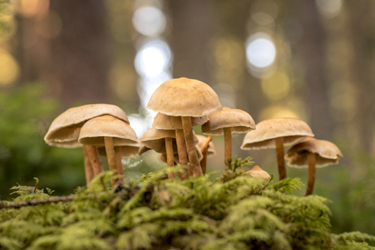 Wild Mushrooms-GettyImages-1222232918