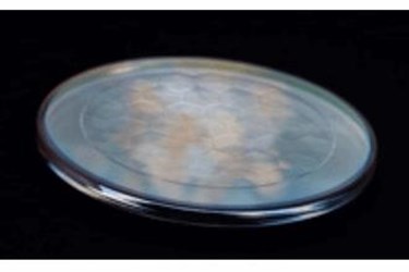 Axicon-array-on-circular-substrate-web