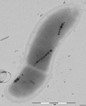 Researchers Mimic Bacteria To Produce Magnetic Nanoparticles Researchers Mimic Bacteria To Produce Magnetic Nanoparticles