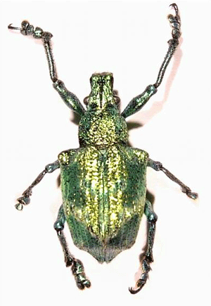 Photonic Beetle