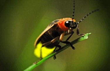firefly firefly