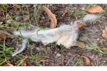 Discarded cigarette filters