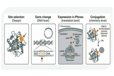 Primrose - Next Gen Carrier
