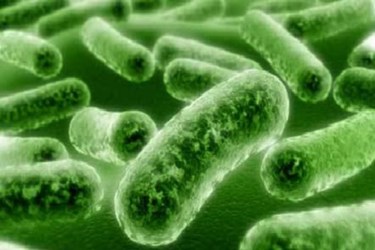 Listeria Detection In Food