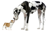 How A Virtual Biotech Lands A Large CDMO iStock-508293708