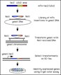 Transposon-Tagging Goes High Throughput