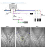 Cell lysis and TIRF - Dickinson-01