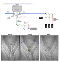 Cell lysis and TIRF - Dickinson-01