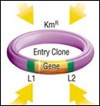 GATEWAY Cloning Technology—A Universal Cloning System