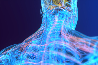 nervous system-GettyImages-1727055906 nervous system-GettyImages-1727055906