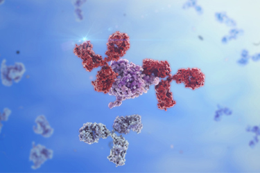 GettyImages-487092108 IgG1, monoclonal antibody GettyImages-487092108 IgG1, monoclonal antibody