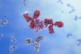 GettyImages-487092108 IgG1, monoclonal antibody