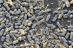 2-SEM biofilm by escherichia coli