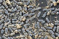 2-SEM biofilm by escherichia coli