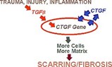 FibroGen Recieves Patent for Connective Tissue Growth Factor FibroGen Recieves Patent for Connective Tissue Growth Factor