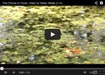Harmful Algal Blooms Harmful Algal Blooms