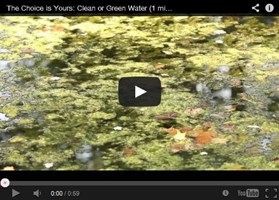 The Choice Is Yours: Clean Or Green Water Harmful Algal Blooms