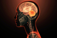 Gain Objective Measures And Subjective Measures Of CNS Function Human Brain cerebellum-GettyImages-2150929983