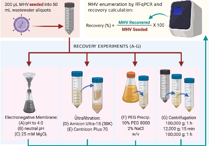 A Quick Cost Effective Method To Track The Spread Of Covid 19 Through Untreated Wastewater