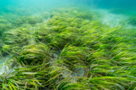 Eelgrass Bed in Notojima island, Japan-GettyImages-651462262