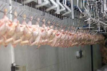 USDA Filthy Chicken Rule Food Water Watch