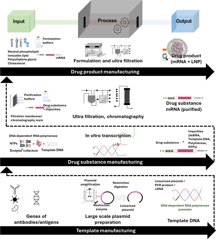 How Advanced PAT Aids Quality By Digital Design In mRNA Manufacturing