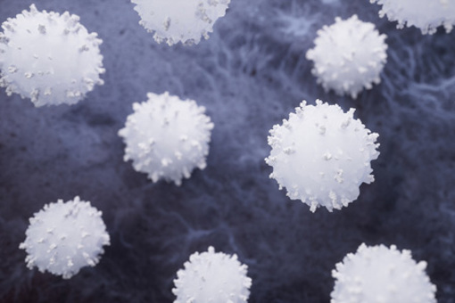 lymphocytes and biological immune system-GettyImages-2159125883