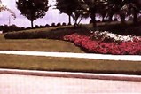 Turfgrass Turfgrass