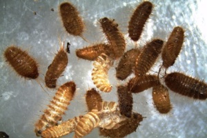 Food Insect Detection Solution