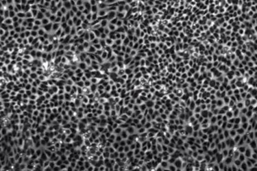 cell_herding cell_herding