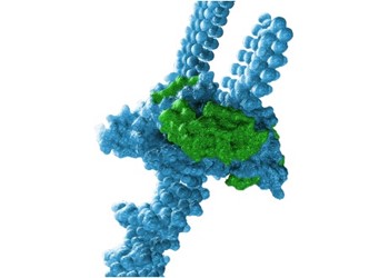 transgene-avexis-483x640 (1)