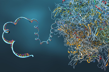 Ribosome, biological cell constructing mRNA molecule-GettyImages-1352440366