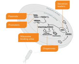 Primrose Bio - Pfenex how it works