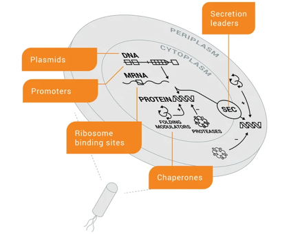 Primrose Bio - Pfenex how it works