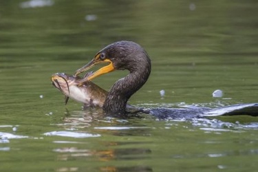 tracking-forever-chemicals-across-food-web