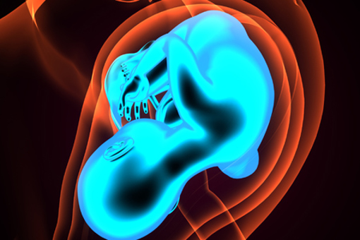 prenatal development, female reproductive anatomy-GettyImages-2268261771