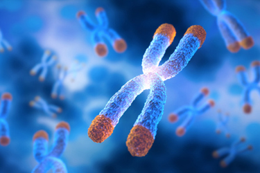 Chromosomes with Telomere floating, science, anti aging technology-GettyImages-1486563542