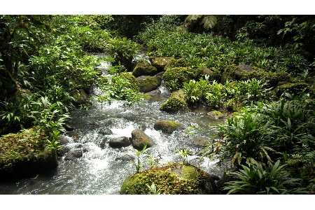 Fertilizer Runoff In Streams And Rivers Can Have Cascading Effects Analysis Shows - Vimarsana News