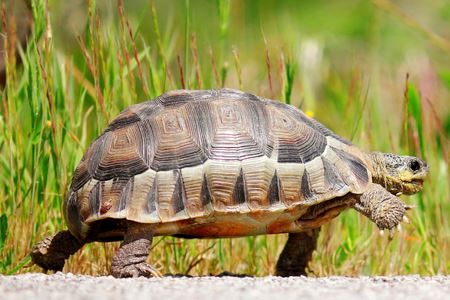 U.K. Water System Using Leak-Sniffing Tortoise To Address ...