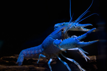 Crayfish-GettyImages-645647510