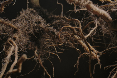 Plant Root System-GettyImages-2259702838