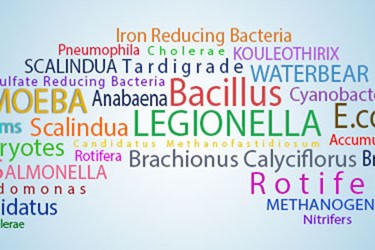 IronReducingBacteria IronReducingBacteria