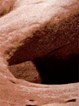stemcell
